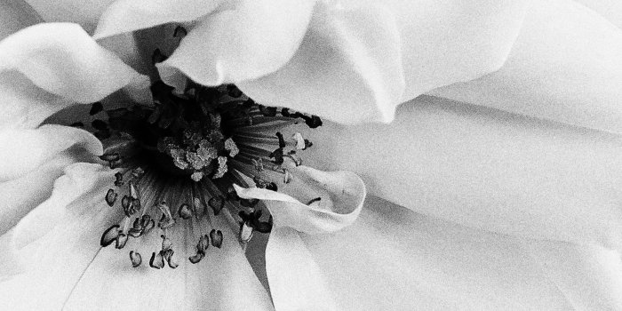 1920x1080 White Flower Black and White grainy texture wallpaper - Imgur