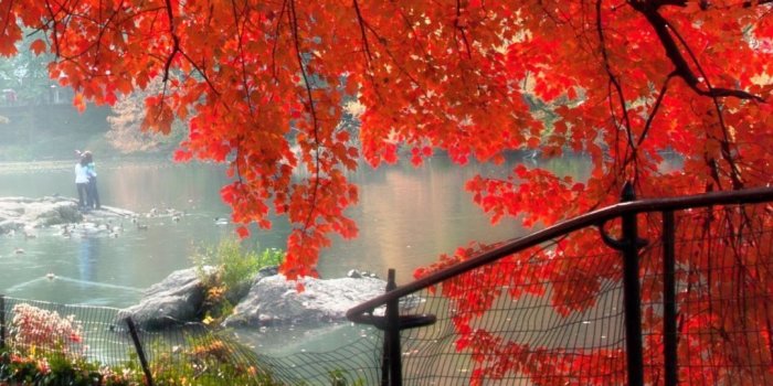 1080x1920 Nature Hillside Red Maple Tree #iPhone #6 #plus #wallpaper | iPhone