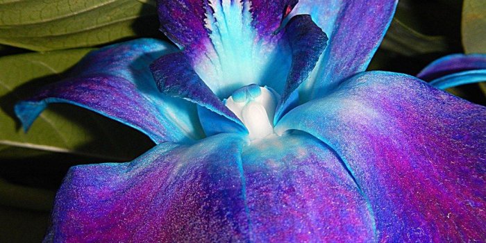 1024x768 eletragesi: Blue And Purple Orchid Flower Images