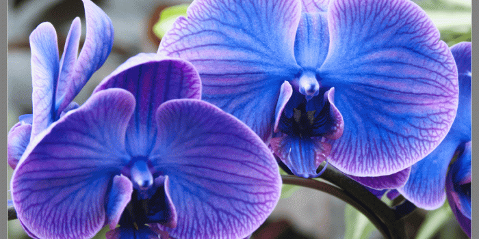 1024x776 Download Hd Wallpapers Blue Orchids 2560 X 1440 447 Kb Jpeg HD