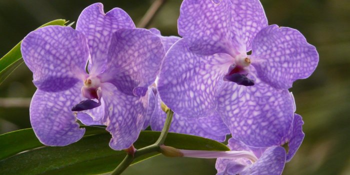 3264x2448 purple orchid free image | Peakpx