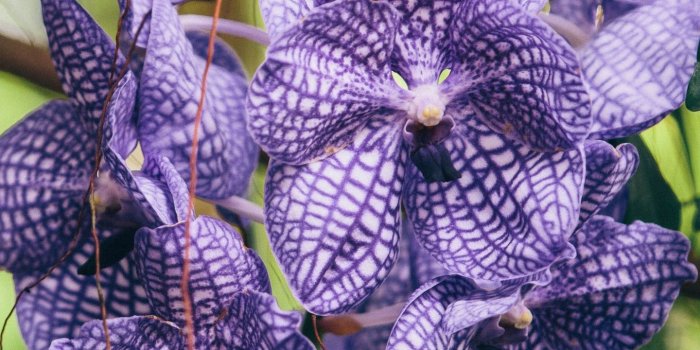 1440x2560 Nature Flowers Macro Orchids Blue Vanda Photo Download wallpaper