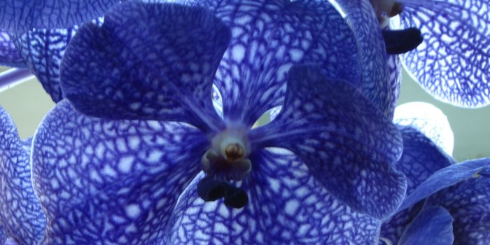 1920x1080 Blue Orchid Wallpapers High Quality | Download Free