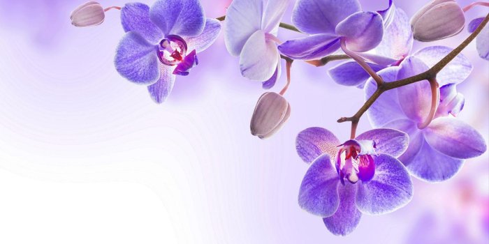 1280x720 Flower Wallpaper Blue Orchid | Orchid Blue Orchid Below Are Some