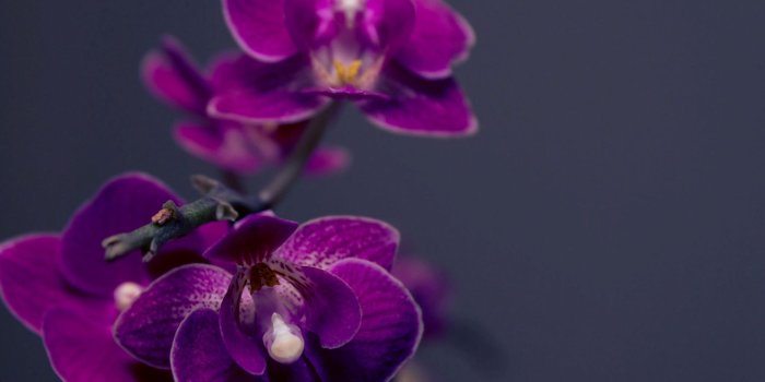 1920x1200 Download wallpapers purple orchid, branch, orchids, phalaenopsis for