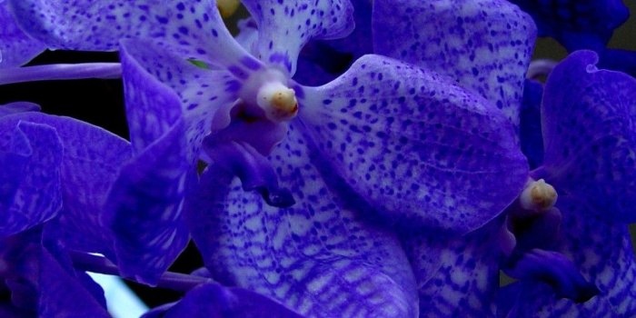 1036x768 Free download Awesome Blue Orchid Wallpaper Pink Flower Wallpapers