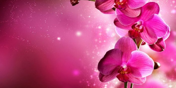 1440x900 40 Cool Pink Wallpapers for Your Desktop | my bet | Orchid wallpaper