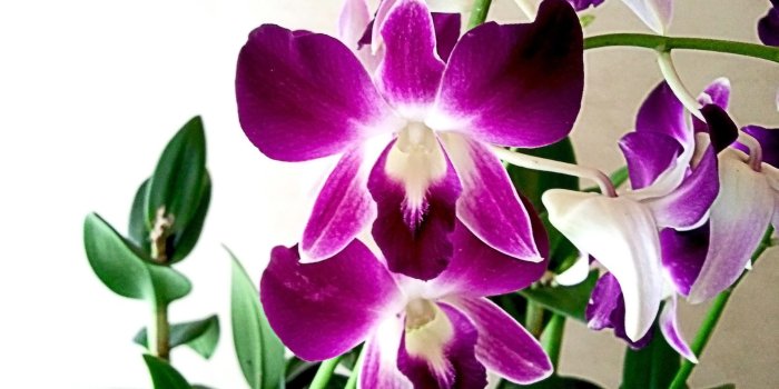1920x1440 Purple Orchid Wallpapers (68+ background pictures)