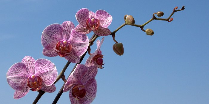 1920x1200 Orchid flower, Orchids photo wallpaper for your desktop - White