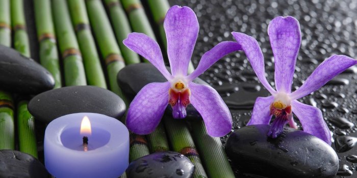 1920x1200 60+ Orchid Flower Wallpapers - Download at WallpaperBro