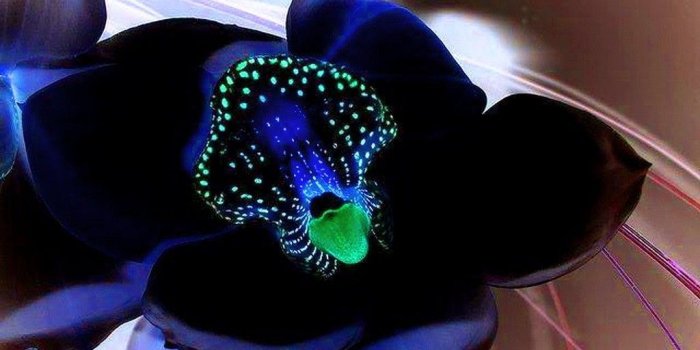 1024x768 Orchid iPad Wallpapers - Top Free Orchid iPad Backgrounds