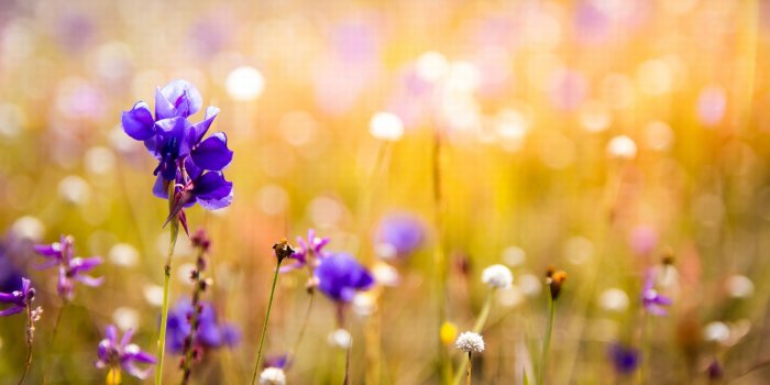 3840x2560 Beautiful Orchid Flower HD Wallpapers Free Images Download