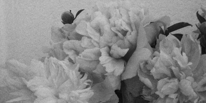 2489x1358 Free stock photo of black and white, flowers, grainy