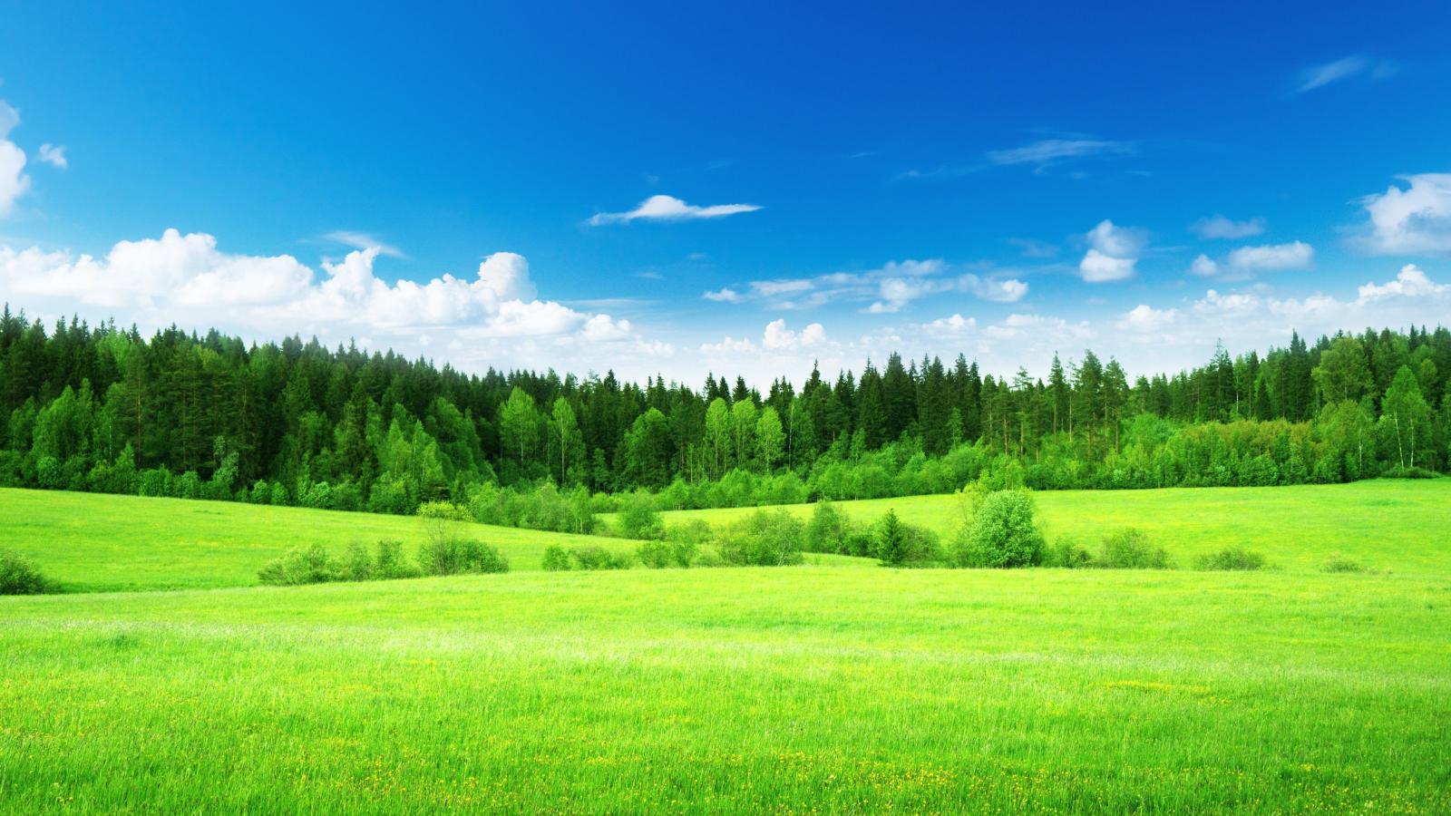 3840x2160 Wallpaper Green grass, Thick forest, Blue sky, , Nature, #5051