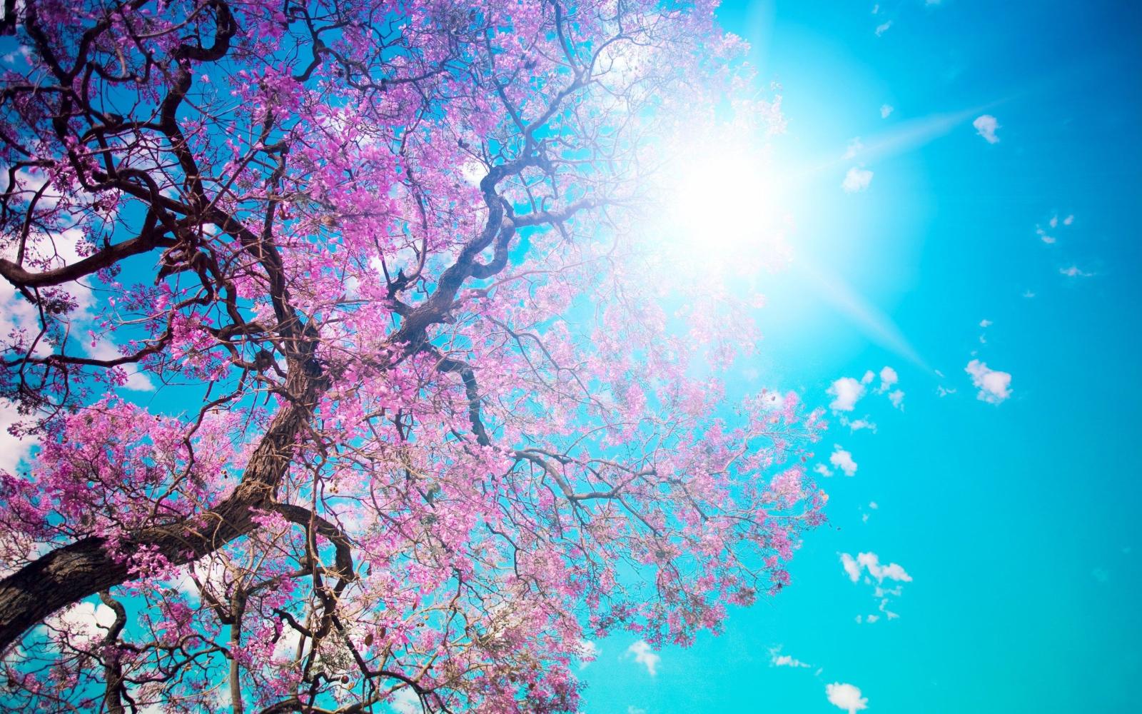 2880x1800 Nature, Bloom, Beauty, Pink, Tree, Beautiful, Tree, Blossom, Sun