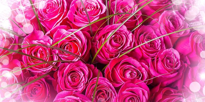 3000x1996 Wallpaper Pink Roses, Bouquet, Beautiful, HD, Flowers, #2756