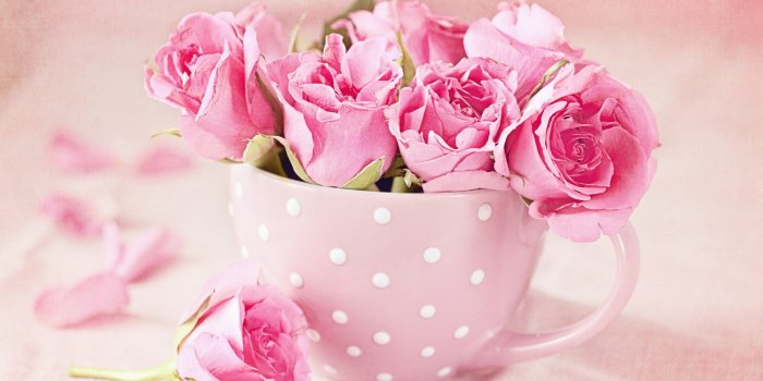 2560x1600 70+ Beautiful Roses Wallpapers on WallpaperPlay