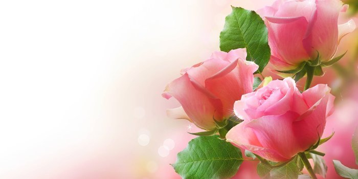 2880x1800 65+ Pink Roses Wallpapers - Download at WallpaperBro
