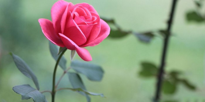 1920x1080 Beautiful pink rose wallpaper - Flower wallpapers - #43786