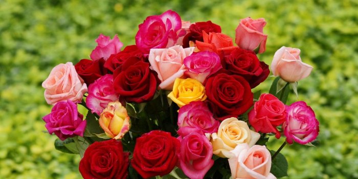 1200x900 Roses wallpapers: Colorful roses, rose bouquet wallpaper