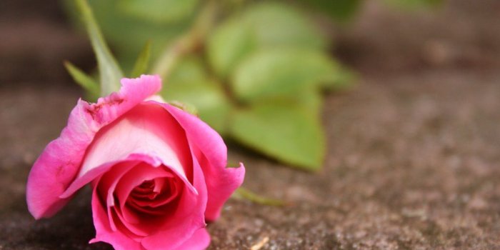 1024x768 74+] Beautiful Pink Wallpapers on WallpaperSafari