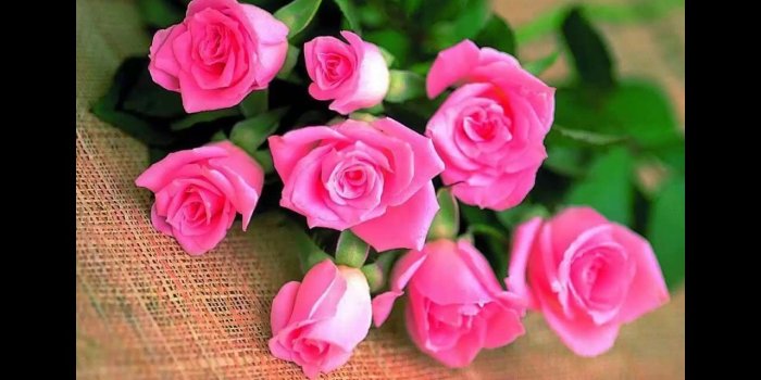 1280x720 Pink rose wallpaper | Beautiful Pink Rose Flowers Wallpapers | All