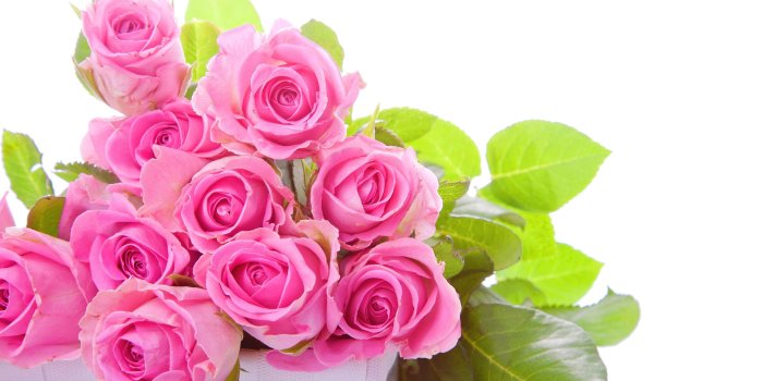 2560x1600 Pink Rose Pictures download free