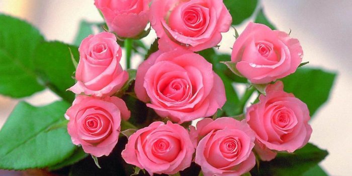 1200x900 Beautiful Pink Roses Wallpapers Group - Beautiful Rose Rose Flowers