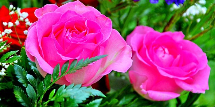 1920x1200 60+ Rose Flowers Wallpapers on WallpaperPlay