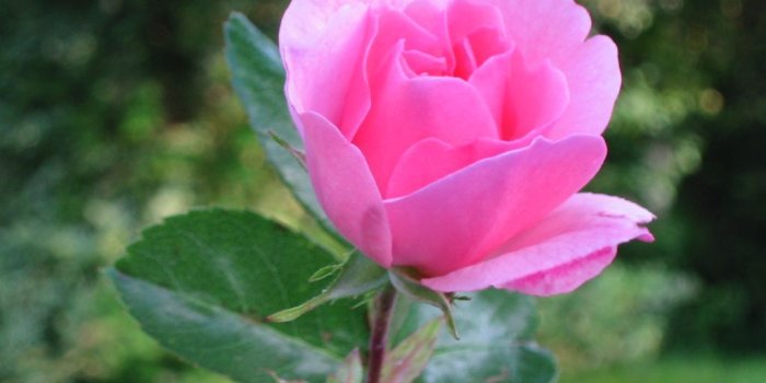 1024x768 Beautiful Pink Roses Wallpapers Free Download, Rose_18 | nature