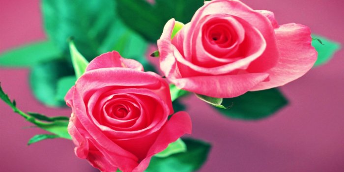 1366x768 Rose Flower Wallpaper (29+ images) on Genchi.info