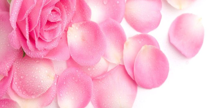 1600x1200 Pink Rose Flower Wallpapers