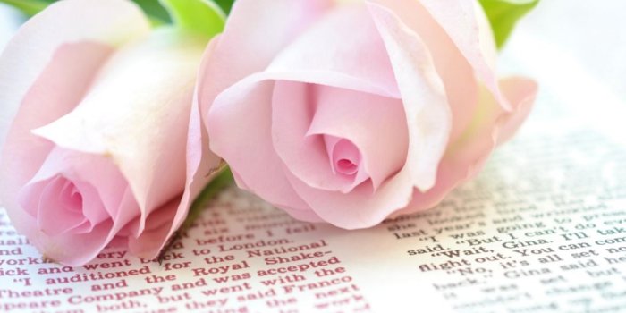 1024x768 Pink rose wallpapers Gallery