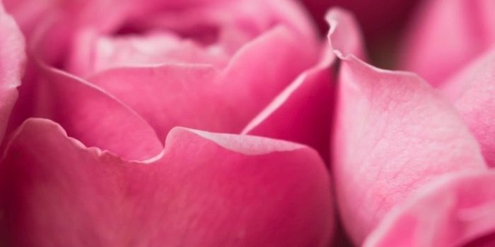 750x1334 Beautiful Pink Flowers wallpaper
