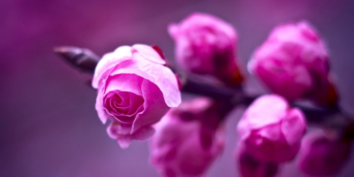 1920x1200 Beautiful Pink Roses Wallpaper