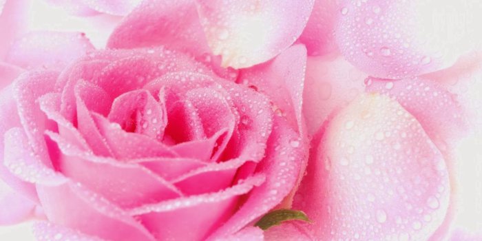 1440x900 Beautiful Pink Roses For Desktop Wallpaper Desktop Background