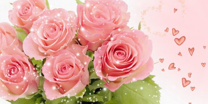 1920x1080 Pink Rose Backgrounds (46+ images)