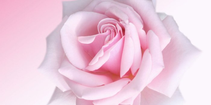 1920x1200 Pink Rose Flower Hd Picture - Flowers Healthy