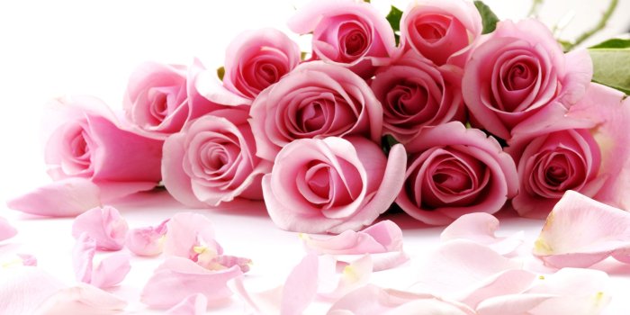 2560x1600 rose wallpaper: Beautiful Roses Wallpapers