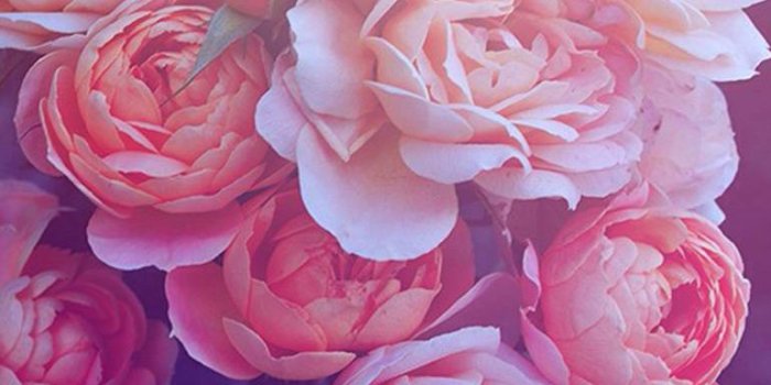 770x1280 beautiful pink roses Wallpaper by andyUrian - f9 - Free on ZEDGE™