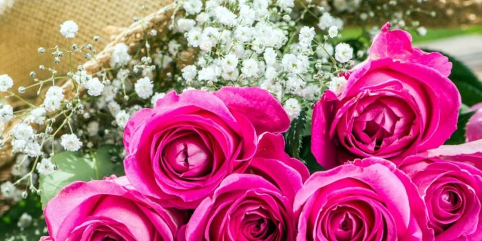 1024x768 WallpaperMISC - Beautiful Pink Rose HD Wallpaper 22 - 1024 X 768