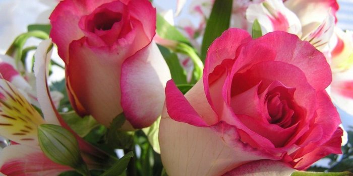 1920x1200 Beautiful Pink White Roses Wallpaper [1920x1200]