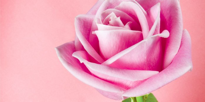 1600x1200 beautiful pink rose wallpaper beautiful pink rose wallpapers roses