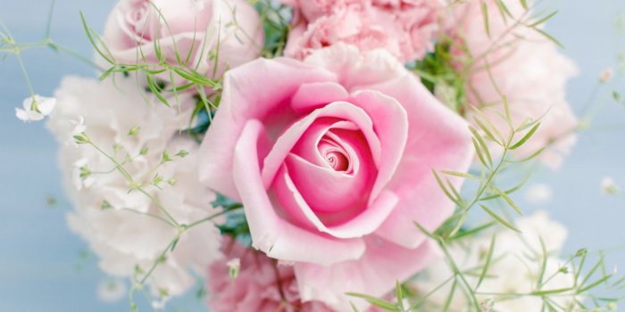 1332x850 Wallpaper flowers, beautiful, flowers, beautiful, Pink rose, Pink