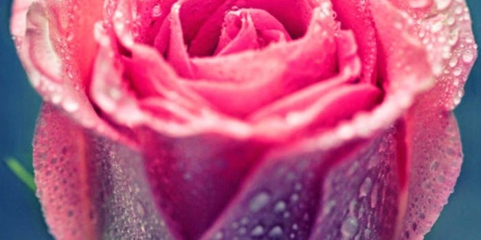 1080x1920 Beautiful Rose Wallpapers HD (62+ images)