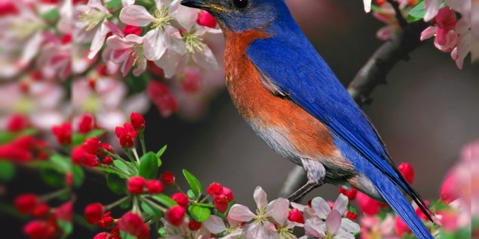 1920x1080 Top 10 Wallpapers For Desktop Group (80+)