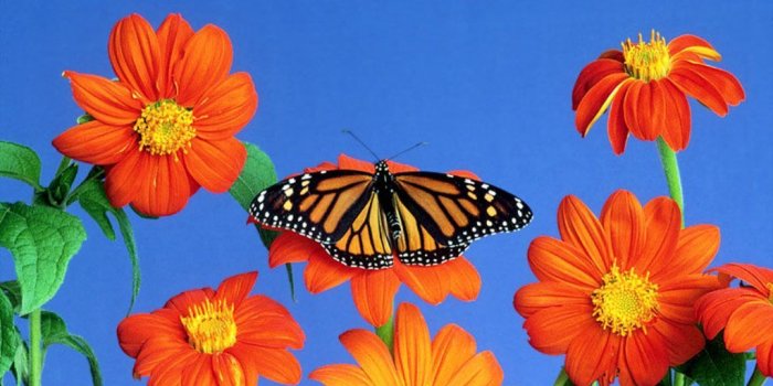 1024x768 Most Popular Wallpapers - HD Desktop Backgrounds - Page 4