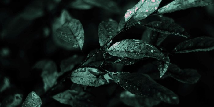 1920x1080 dark water wallpaper | 1920x1080 Dark Leaves Leaf Water Drop Water