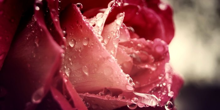 3840x2160 Download Wallpaper 3840x2160 Dew drops, Flower, Rain, Rose 4K