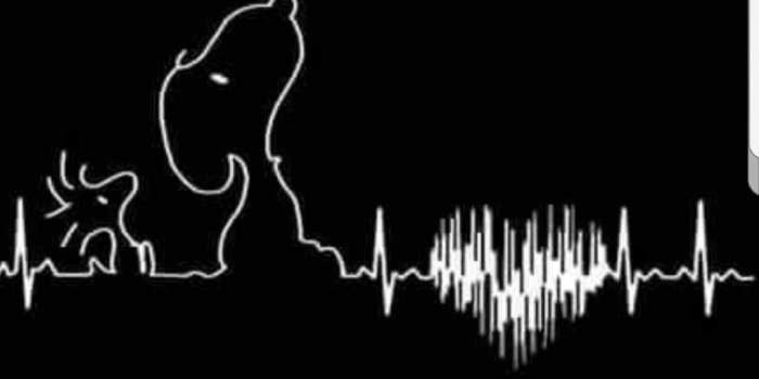 1080x2220 78+ Heartbeat Wallpapers on WallpaperPlay